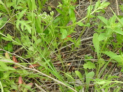 Ammoselinum popei