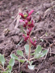 Corydalis ledebouriana