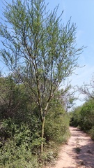 Parkinsonia praecox