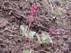 Corydalis ledebouriana