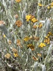 Helichrysum aureonitens