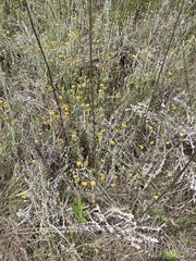 Helichrysum aureonitens