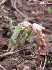 Corydalis ledebouriana
