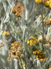 Helichrysum aureonitens