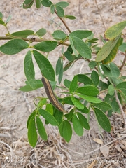 Senna macranthera