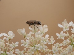 Anthaxia umbellatarum