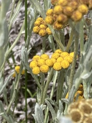 Helichrysum aureonitens