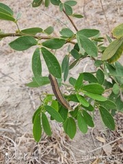 Senna macranthera