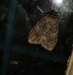 Lymantria nussi