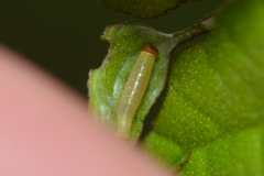 Anastrus sempiternus