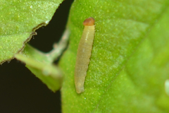 Anastrus sempiternus