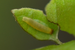Anastrus sempiternus