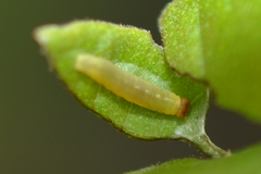 Anastrus sempiternus