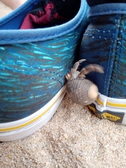 Coenobita compressus