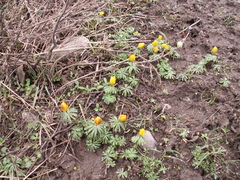 Eranthis longistipitata