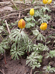 Eranthis longistipitata