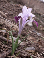 Iris kolpakowskiana