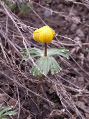 Eranthis longistipitata