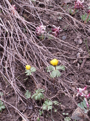 Eranthis longistipitata