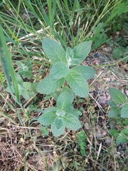 Mentha longifolia
