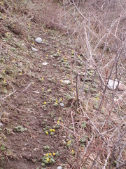 Eranthis longistipitata