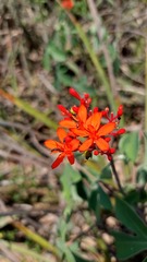Jatropha grossidentata