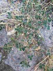 Medicago lupulina
