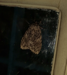 Lymantria nussi