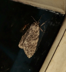 Lymantria nussi