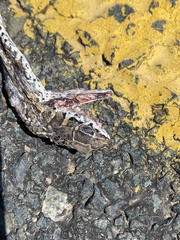 Psammophis leightoni