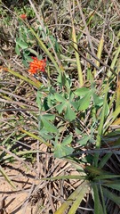 Jatropha grossidentata