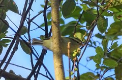 Phylloscopus goodsoni