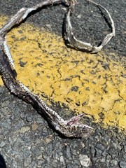 Psammophis leightoni