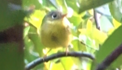 Phylloscopus valentini