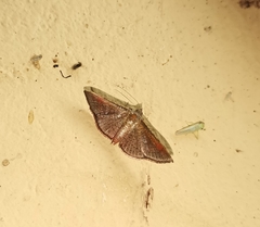 Banisia