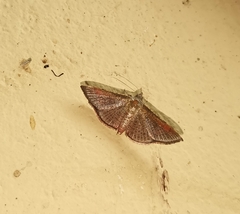Banisia