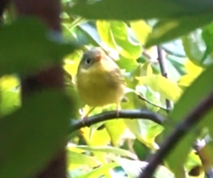 Phylloscopus valentini