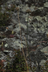 Allium clathratum
