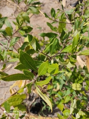 Aspidosperma