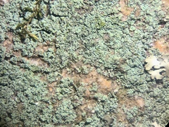 Leprocaulon adhaerens