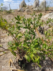 Aspidosperma