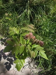 Ailanthus altissima