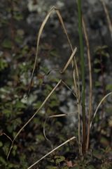 Allium clathratum