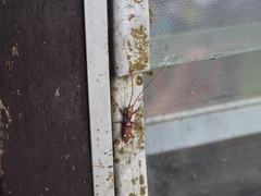 Olenecamptus bilobus