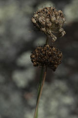 Allium clathratum