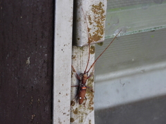 Olenecamptus bilobus