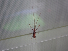 Olenecamptus bilobus
