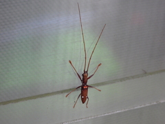 Olenecamptus bilobus
