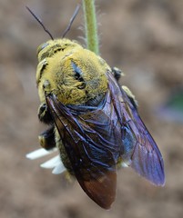 Xylocopa lateritia