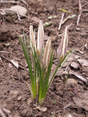 Crocus alatavicus